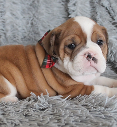 Image with missing alt attribute found on bluediamondfamilypups.com