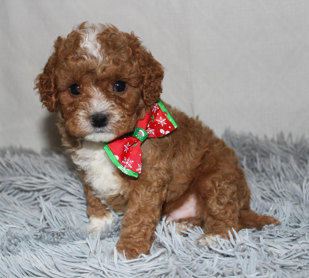 Image with missing alt attribute found on bluediamondfamilypups.com