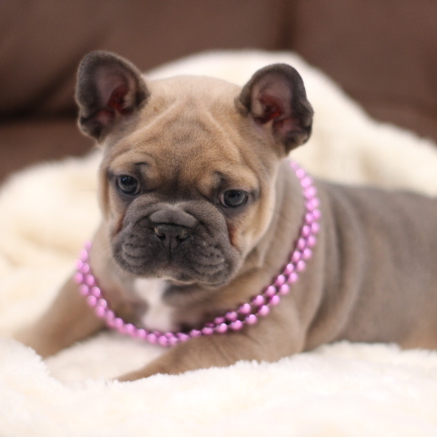 Image with missing alt attribute found on bluediamondfamilypups.com