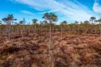 Image with missing alt attribute found on carbonbrief.org