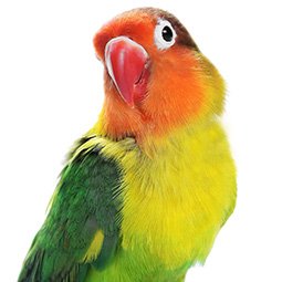 Image with missing alt attribute found on carealotpets.com