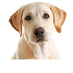 Image with missing alt attribute found on carealotpets.com