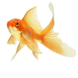 Image with missing alt attribute found on carealotpets.com