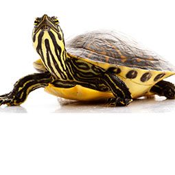 Image with missing alt attribute found on carealotpets.com