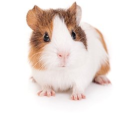 Image with missing alt attribute found on carealotpets.com