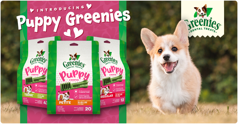 Image with missing alt attribute found on carealotpets.com