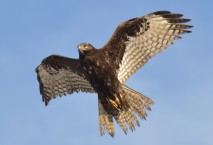 Image with missing alt attribute found on castanet.net