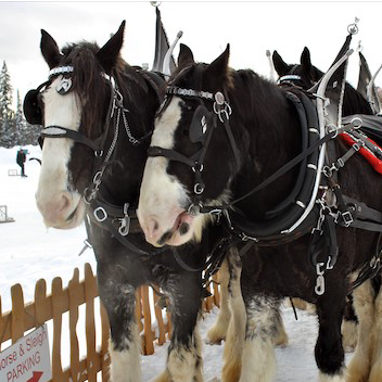 Image with missing alt attribute found on castanet.net