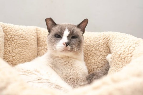 The Golden Years &ndash; When Your Cat is 15