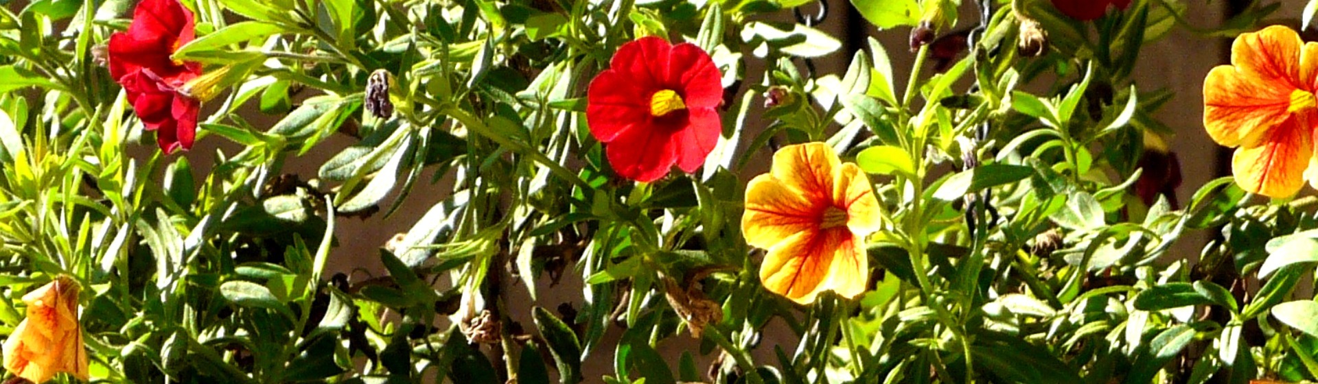 The brightest blooms have been crowned!