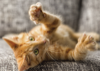 Cat Declawing &ndash; The Painful Facts
