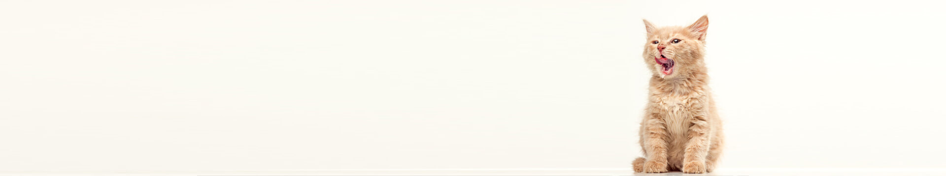 Image with missing alt attribute found on cessnapetstore.in