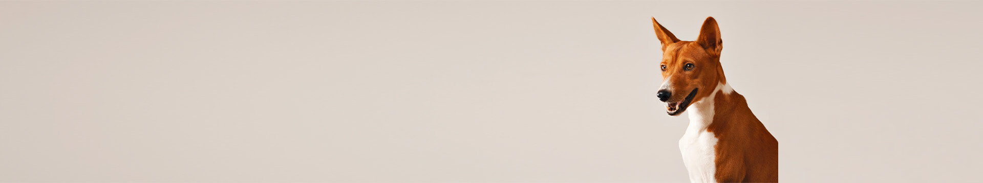 Image with missing alt attribute found on cessnapetstore.in