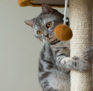 Image with missing alt attribute found on cessnapetstore.in