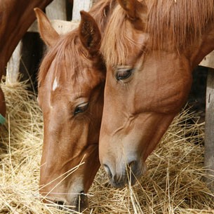 Image with missing alt attribute found on chevalannonce.com