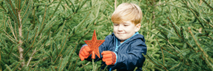 Quel sapin choisir pour un No&euml;l plus vert ?