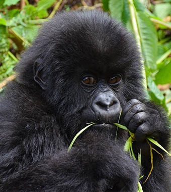 Image with missing alt attribute found on cscc.edu