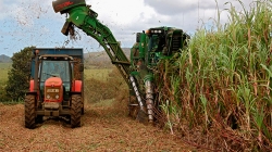 Producci&oacute;n azucarera en Cuba: Comienza la zafra gris