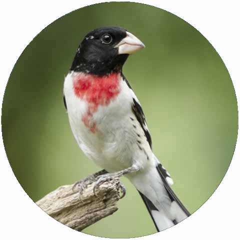 Image with missing alt attribute found on darksky.org