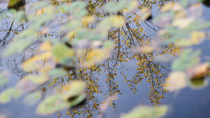 Фотогалерия: Есен в София