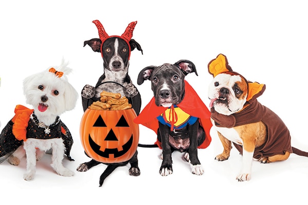 Here's how to make the most of dog Halloween costumes and the holiday itself. Photography &copy;adogslifephoto | Getty Images.