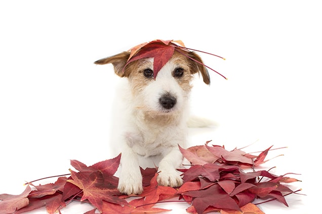 Image with missing alt attribute found on dogster.com