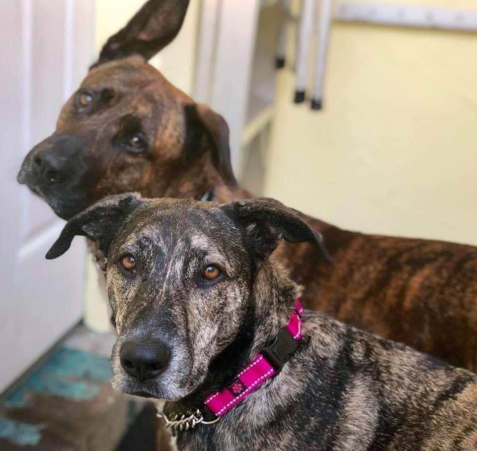 Image with missing alt attribute found on dogster.com