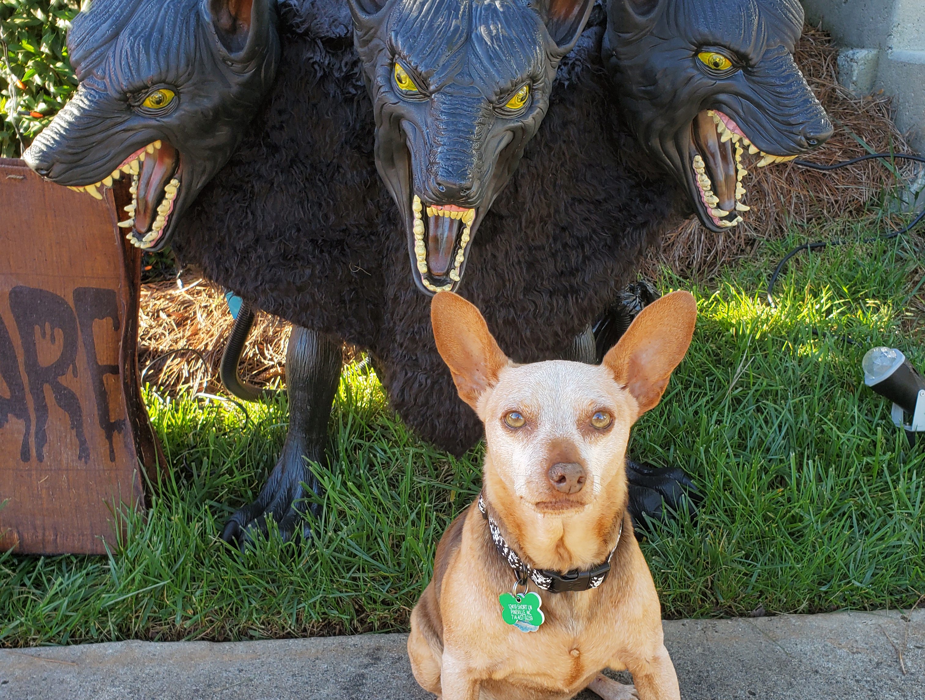 Image with missing alt attribute found on dogster.com