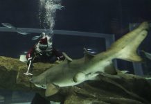 Image with missing alt attribute found on el-carabobeno.com