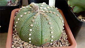 Coltivazione del ciclamino