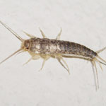 Image with missing alt attribute found on elicriso.it