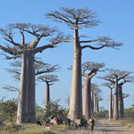 Image with missing alt attribute found on elicriso.it