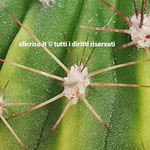 Image with missing alt attribute found on elicriso.it