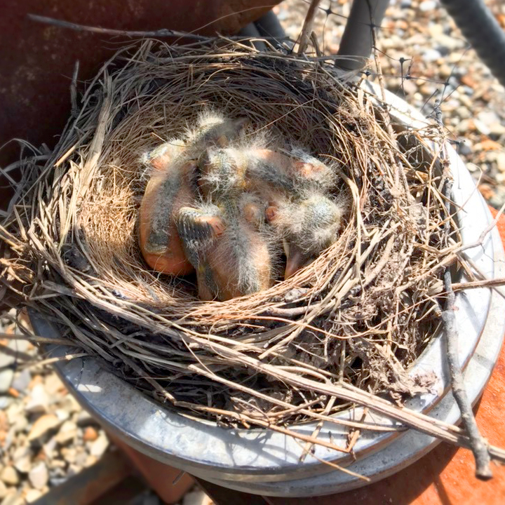 Image with missing alt attribute found on encana.com