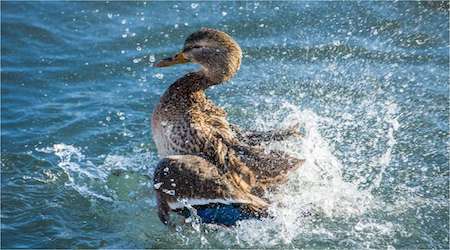 Image with missing alt attribute found on facilitiesnet.com