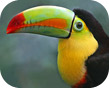 toucan