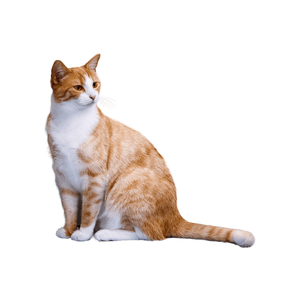 Gamelle anti glouton chat