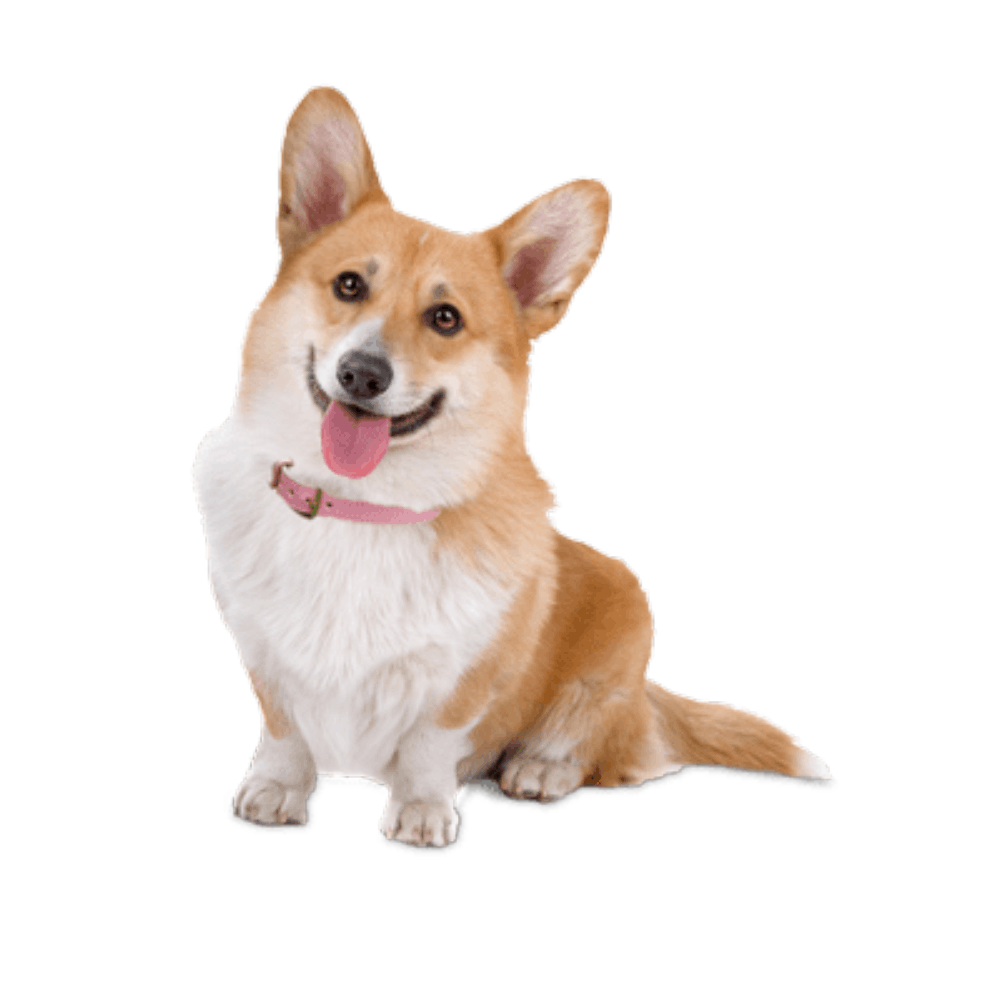 Gamelle anti glouton chien