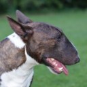 Image with missing alt attribute found on golfv.de