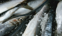 Obniżka połowów ryb na Bałtyku