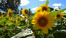 Wyższe prognozy zbiory oleistych na świecie