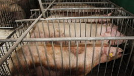 Rolniku, pamiętaj o spisie zwierząt w twoim gospodarstwie!