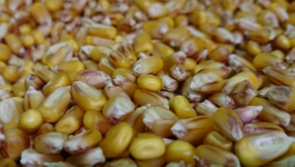 Sytuacja cenowa na krajowym rynku zbóż