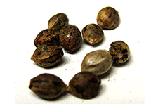 Image with missing alt attribute found on growweedeasy.com