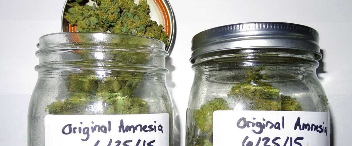 Image with missing alt attribute found on growweedeasy.com