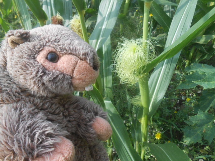 Image with missing alt attribute found on gugelfamily.com