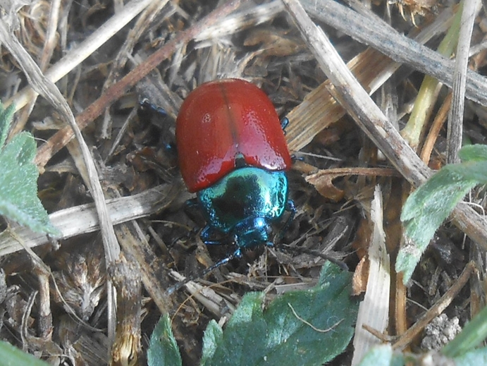 Image with missing alt attribute found on gugelfamily.com