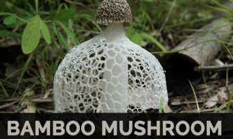 Image with missing alt attribute found on healthbenefitstimes.com