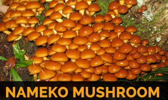 Image with missing alt attribute found on healthbenefitstimes.com