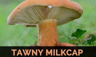 Image with missing alt attribute found on healthbenefitstimes.com